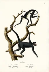 Macaco-aranha de pelo comprido, 1824